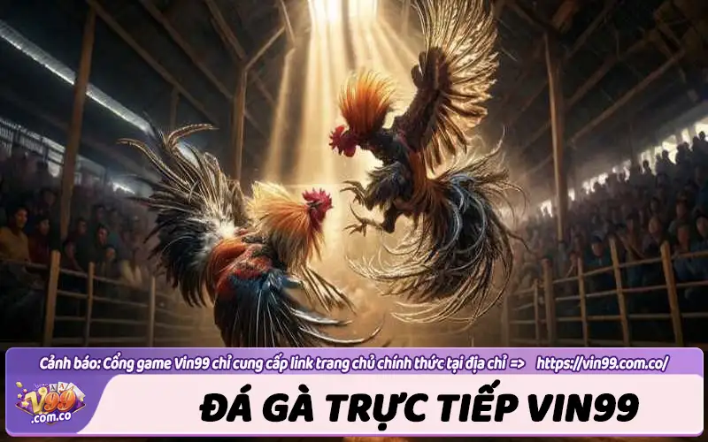 Đá gà trực tiếp Vin99 - Xem trực tiếp đá gà tại Thomo, SV388