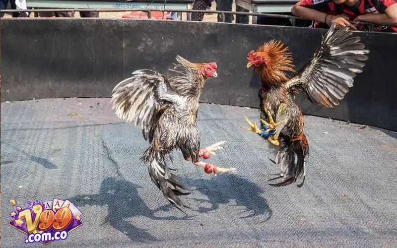 Phát sóng thường xuyên hàng ngày, nhiều khung giờ